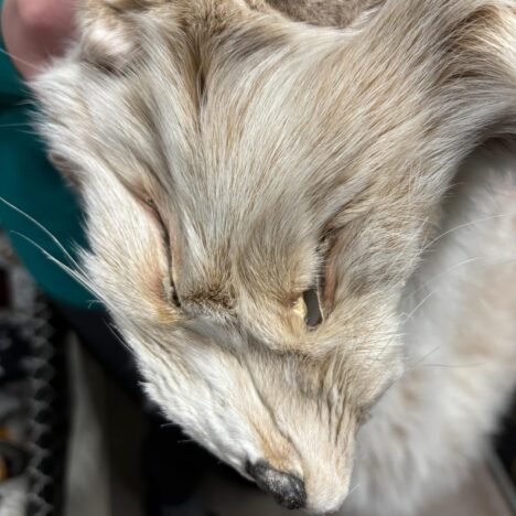 ma rue et la rue voisine